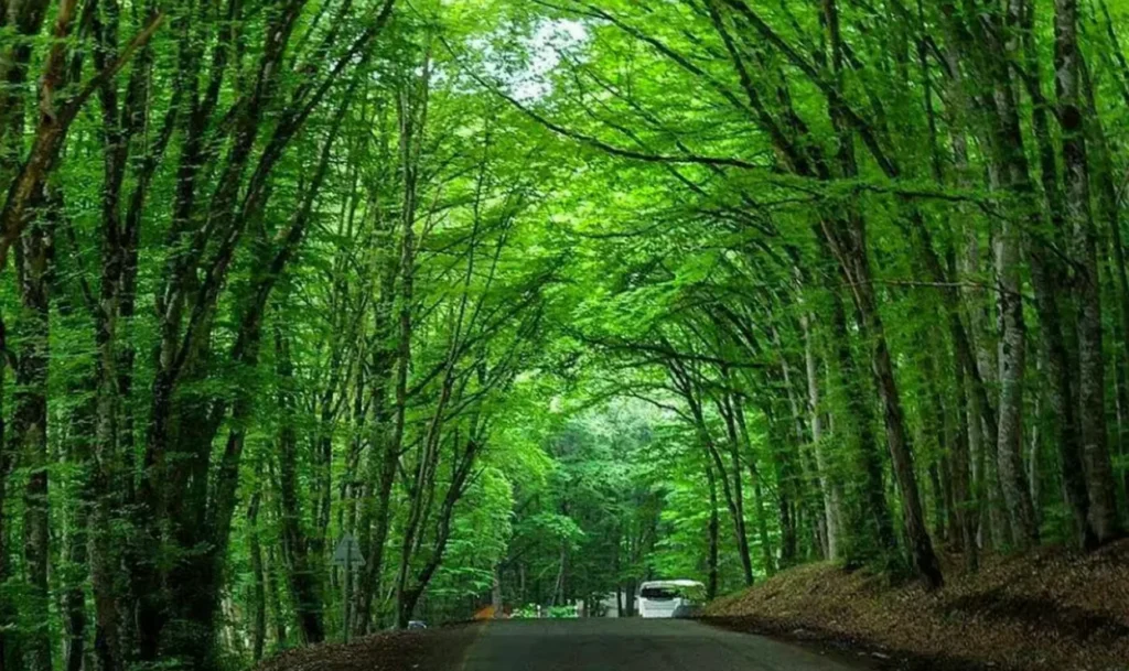 Green forest road through Gachresh near Quba, Azerbaijan