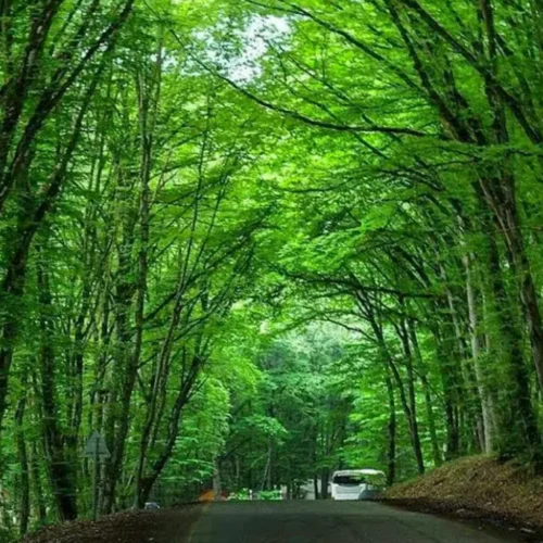 Green forest road through Gachresh near Quba, Azerbaijan